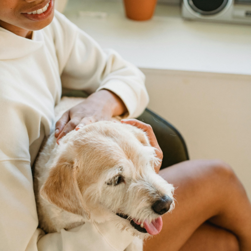 Consejos alegres para dueños responsables de mascotas