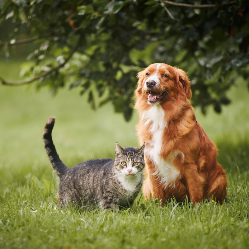 Cuidados Esenciales para Perros y Gatos