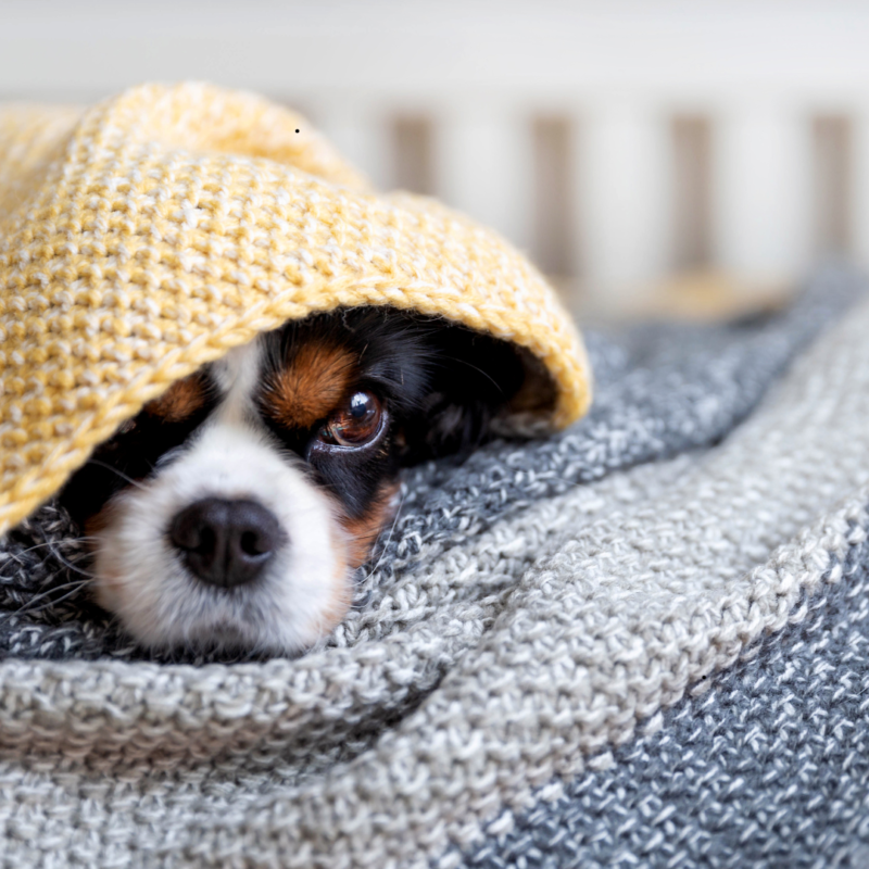 Un perro descansando en un rincón acogedor con una manta