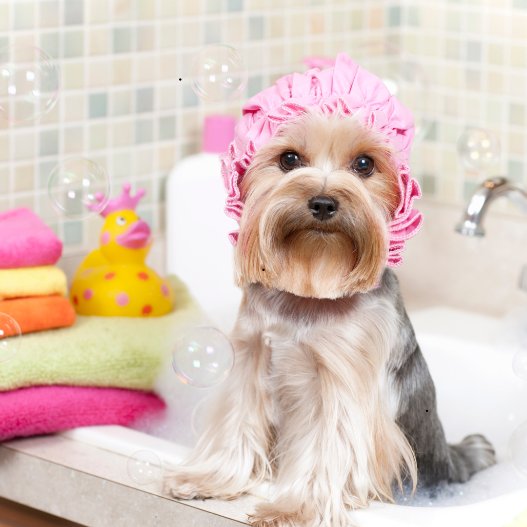 Un perro en una bañera con espuma.