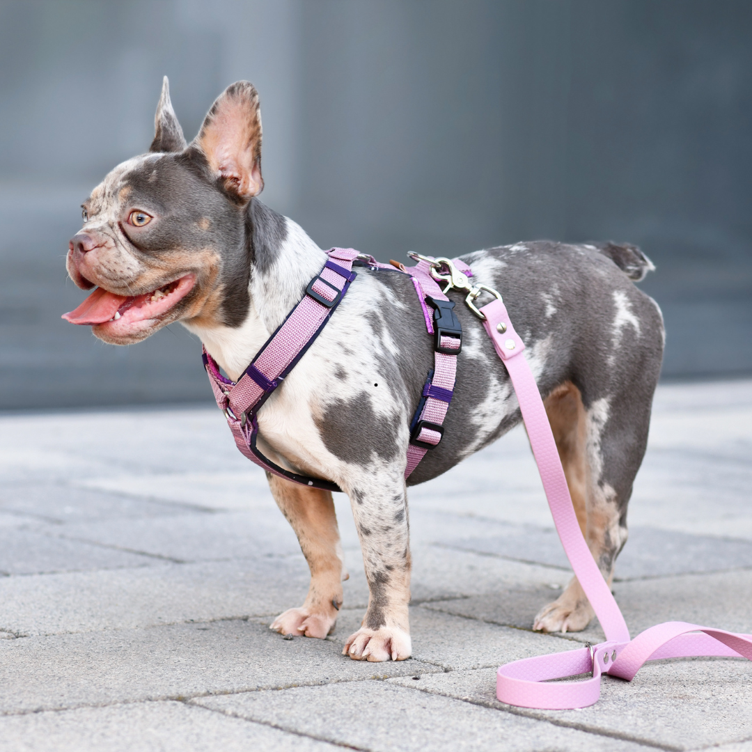 Un perro usando un arnés reflectante durante un paseo.