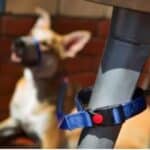 Compra la Canny Correa Connect 25mm x 120cm Azul, ideal para perros medianos y grandes. Con sistema de conexión rápida y materiales duraderos para paseos seguros y cómodos.