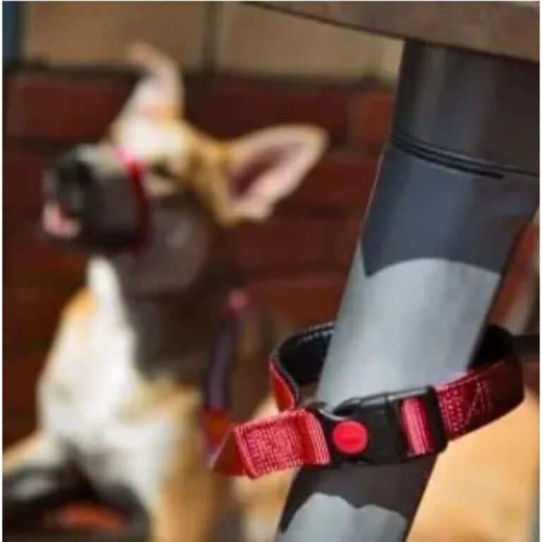 Conoce la Canny Correa Connect 25mm x 120cm Roja, ideal para perros medianos y grandes. Ofrece sistema de conexión rápida, diseño ergonómico y materiales duraderos para paseos seguros y cómodos.