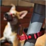 Conoce la Canny Correa Connect 25mm x 120cm Roja, ideal para perros medianos y grandes. Ofrece sistema de conexión rápida, diseño ergonómico y materiales duraderos para paseos seguros y cómodos.