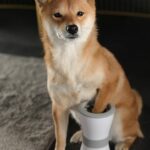 Lavapatas eléctrico para mascotas