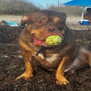 American Bully