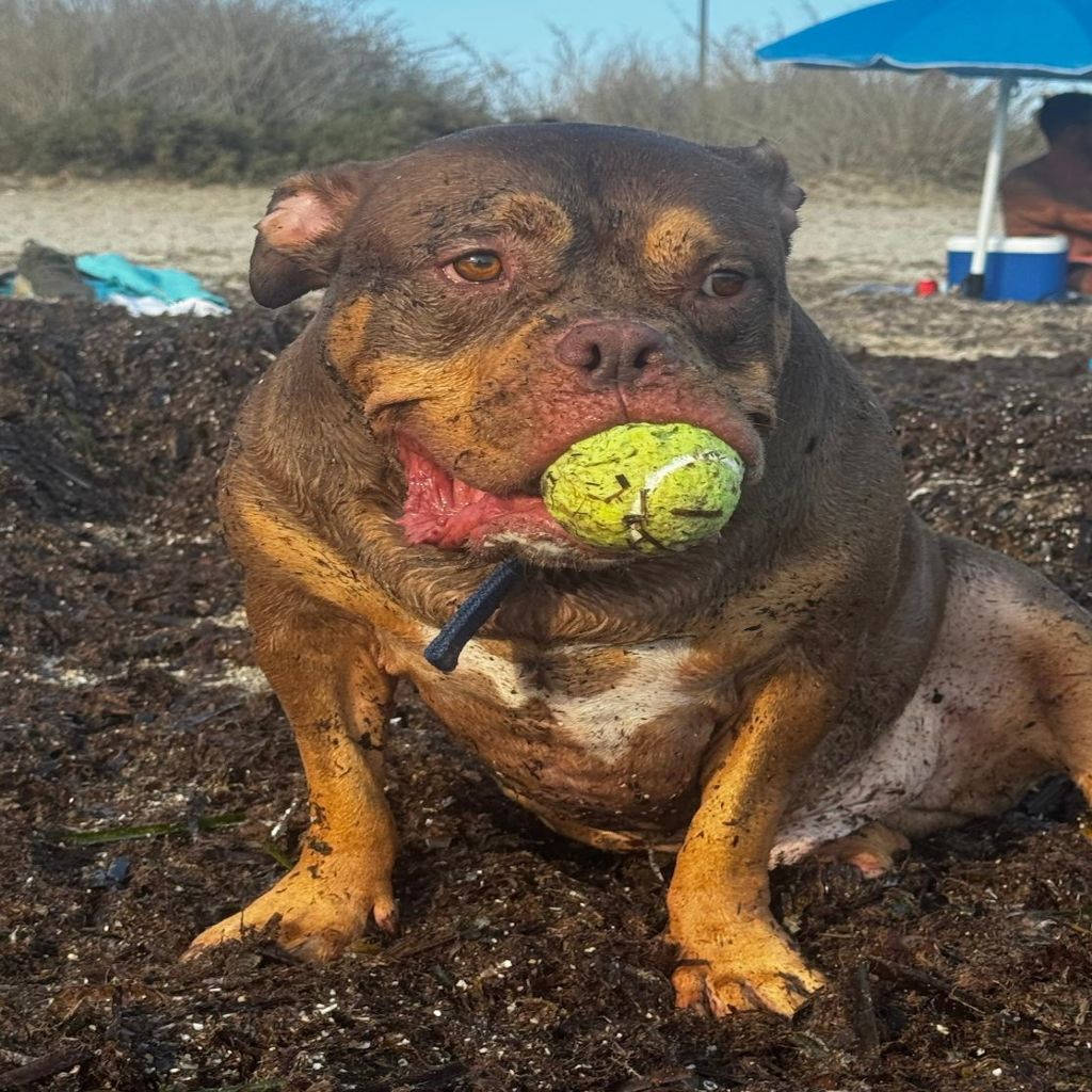 American Bully